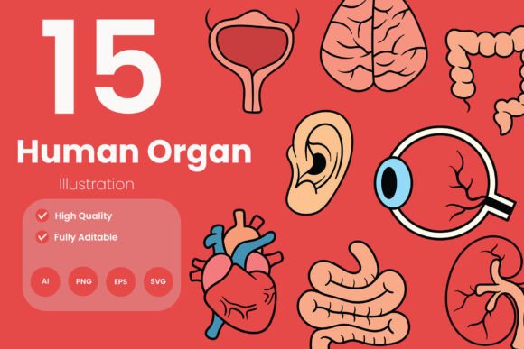 Human Organ Illustration Pack: A Comprehensive Resource for Medical and Educational Use